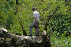 Abattage d'arbre Cassis