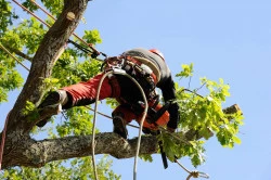 Paysagiste élagueur  près de Cassis