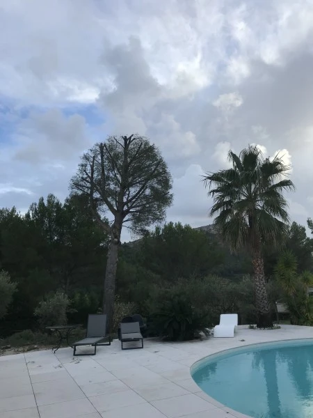 Taille d’arbres