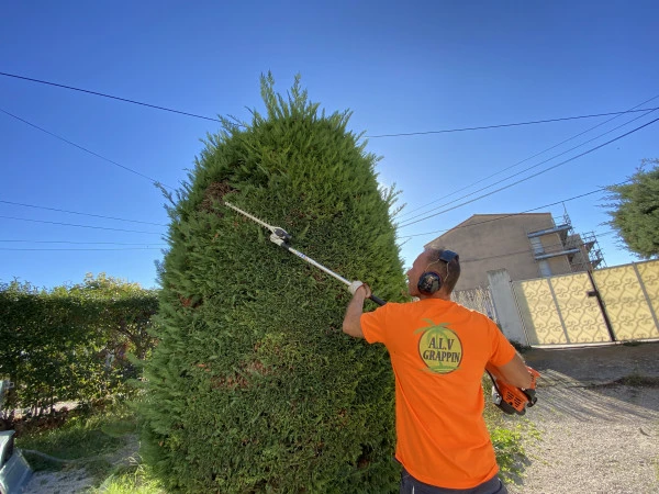 Taille d’arbres à La Ciotat